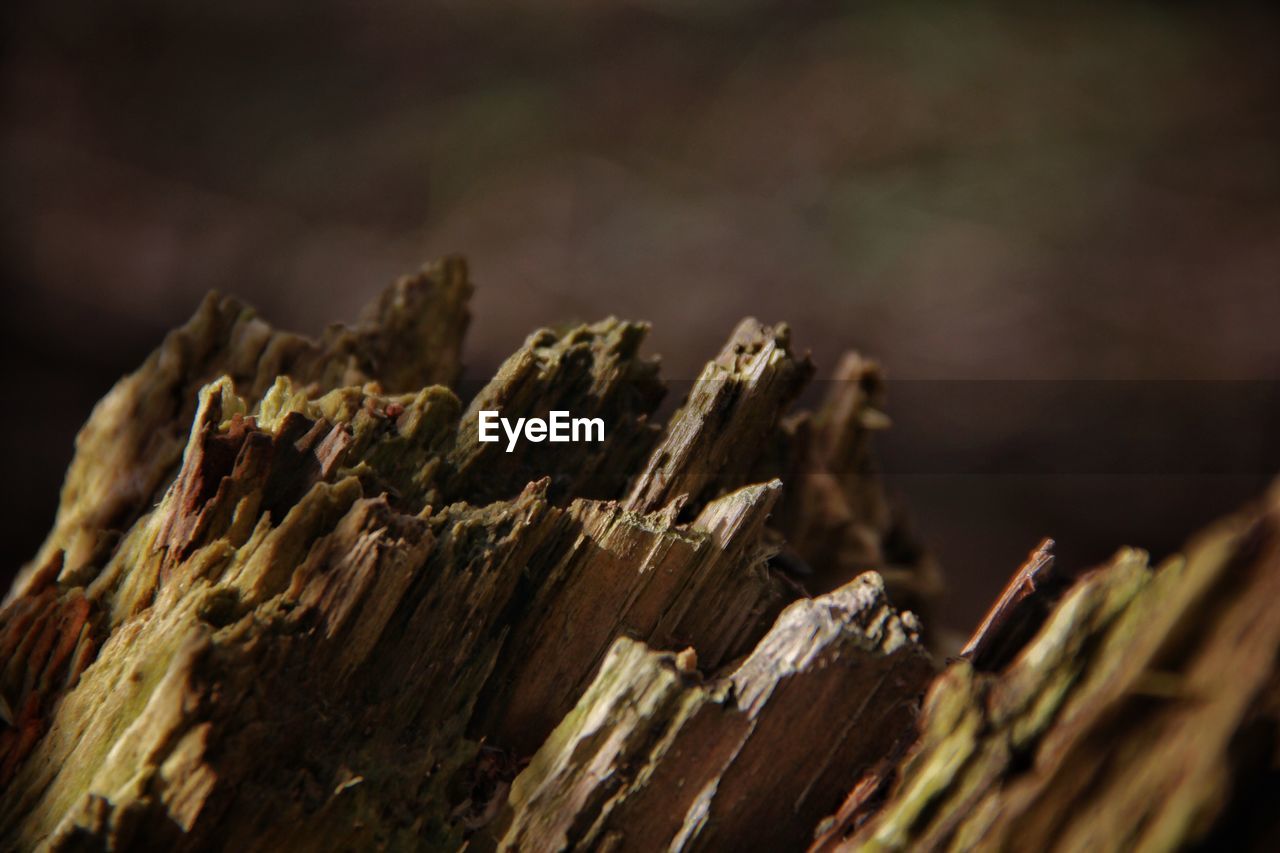 MACRO SHOT OF TREE STUMP AGAINST BLURRED BACKGROUND