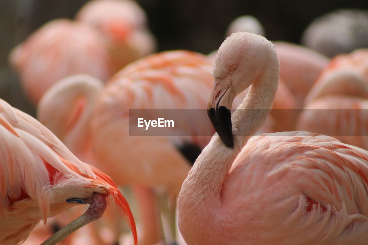 Close-up of flamingo