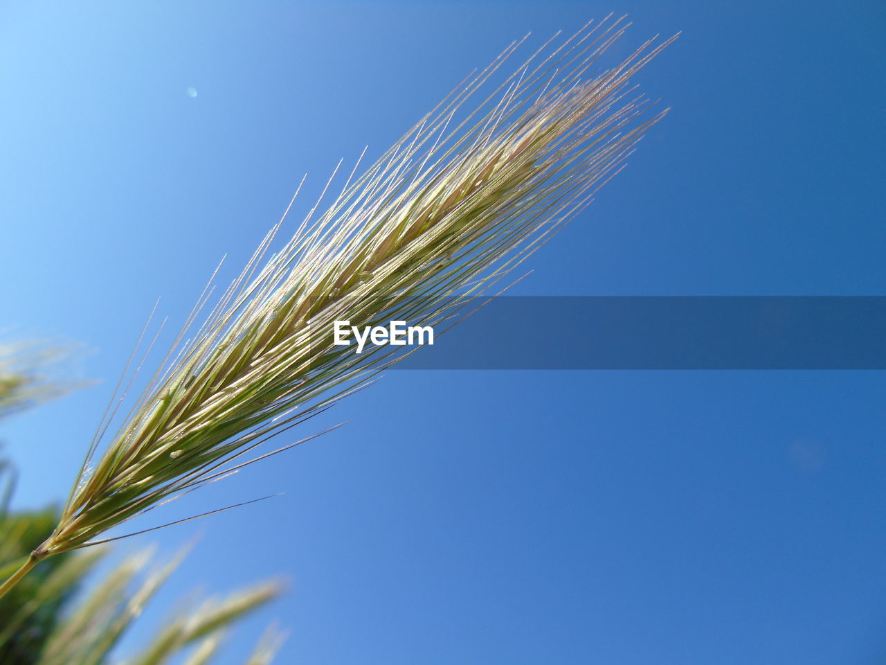 Low angle view of plant against clear blue sky