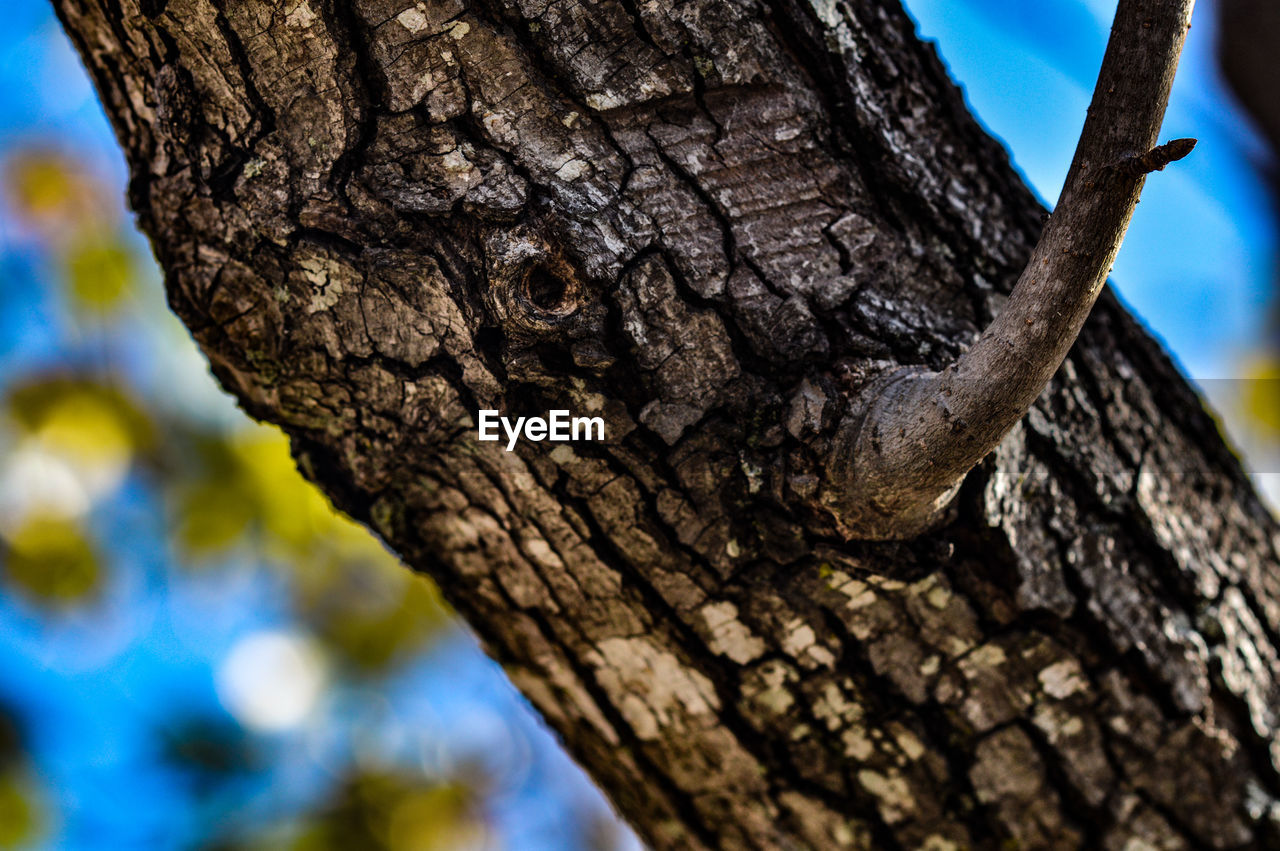 CLOSE-UP OF IGUANA ON TREE TRUNK