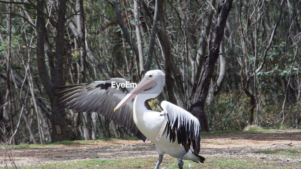 Cute pelican standing against trees