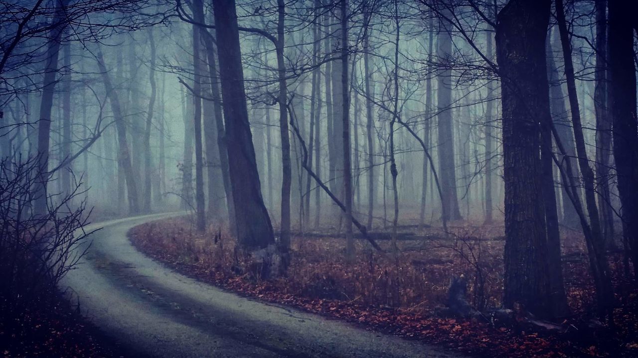 Road passing through forest