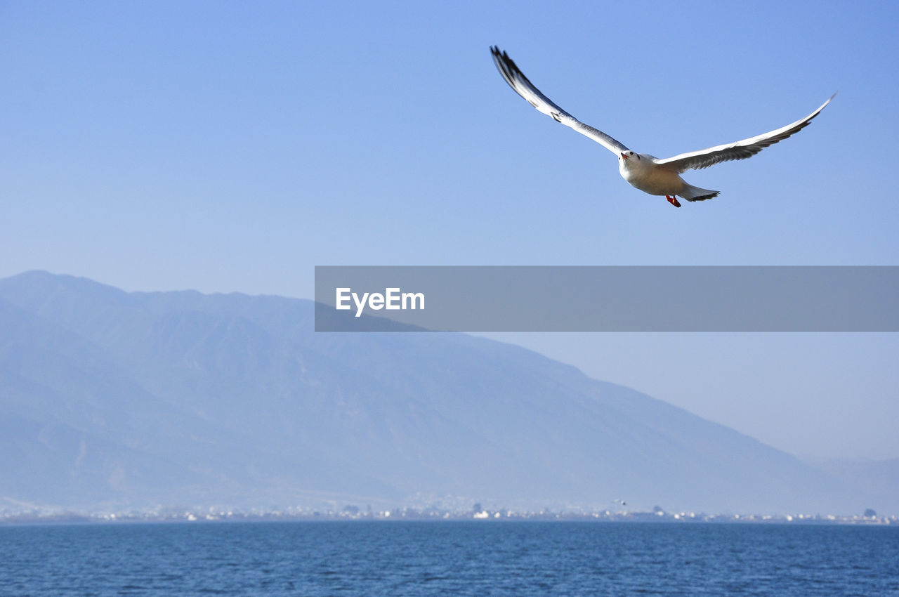 LOW ANGLE VIEW OF SEAGULLS FLYING OVER SEA AGAINST SKY