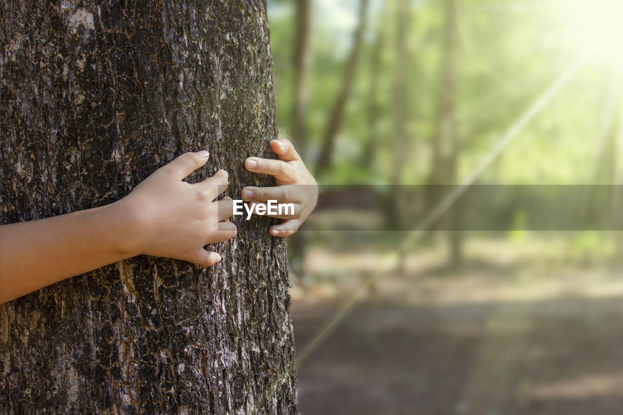 Close-up of woman hand by tree trunk