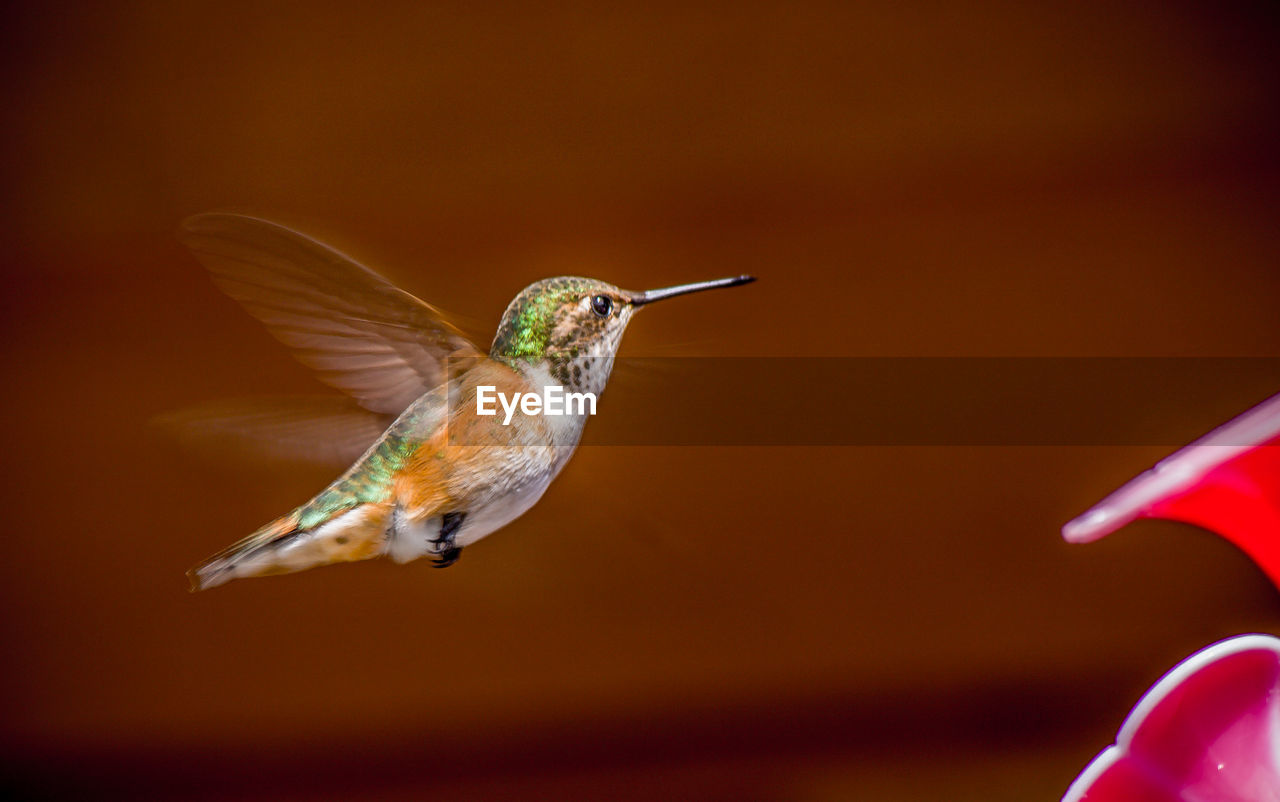 Close-up of bird flying against sky