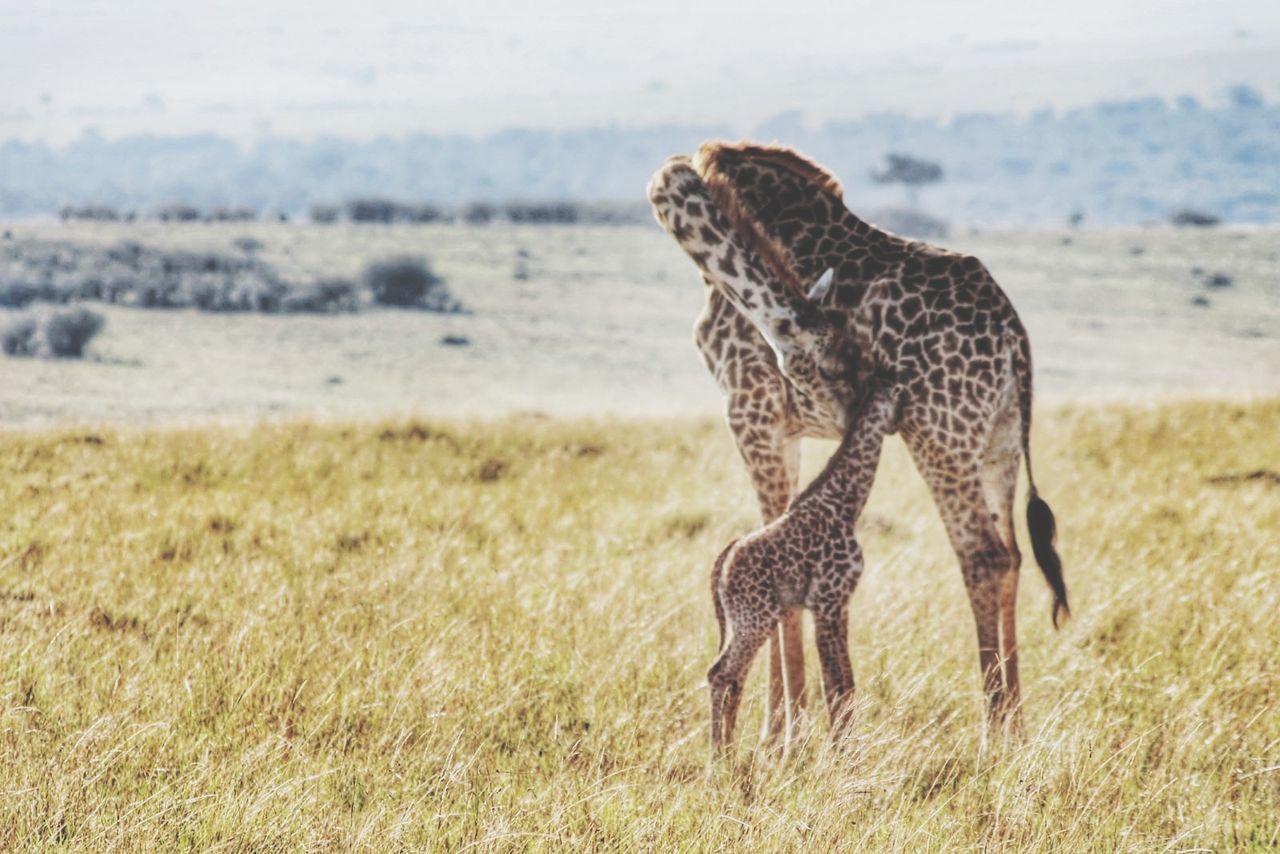 Mother giraffe with calf on grassy field