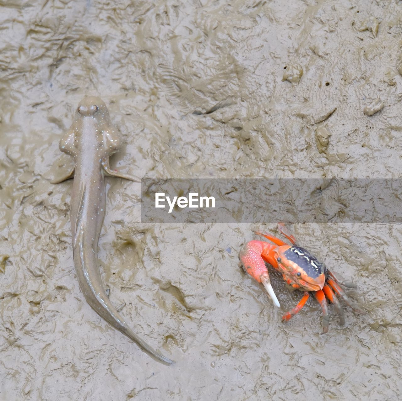 HIGH ANGLE VIEW OF DEAD FISH ON LAKE