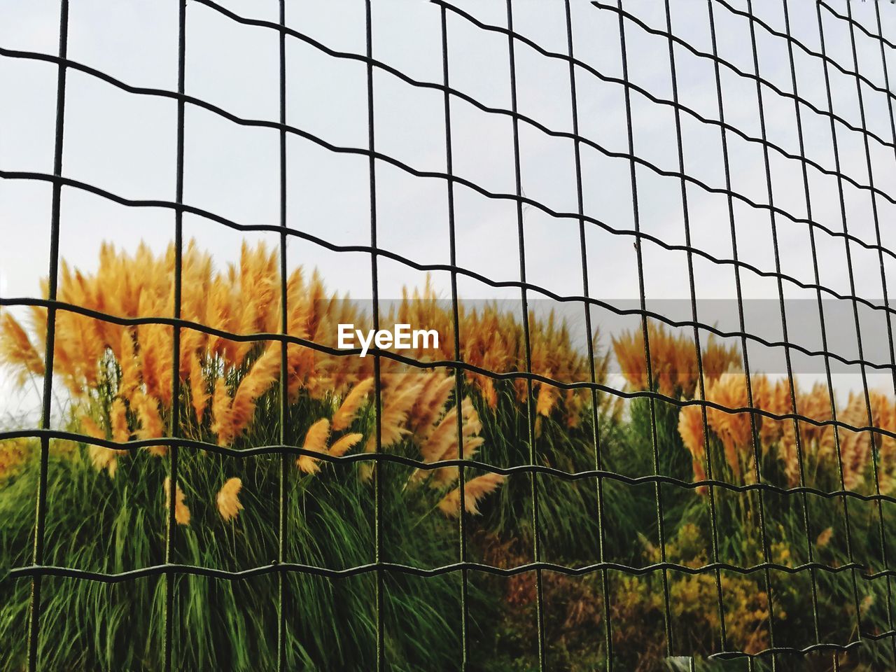 Plants growing on field against sky seen through fence