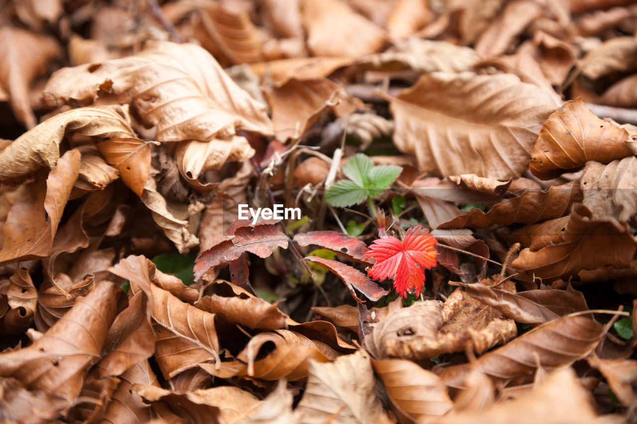 leaf, plant part, dry, autumn, tree, nature, spring, plant, fragility, land, leaves, beauty in nature, no people, flower, brown, branch, close-up, day, outdoors, field, soil, backgrounds, wood, abundance, large group of objects, falling, full frame, high angle view, selective focus