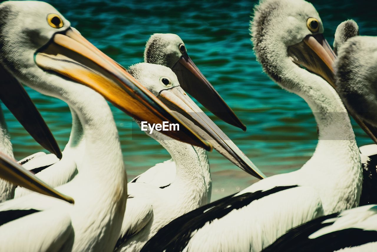 Pelicans swimming in sea