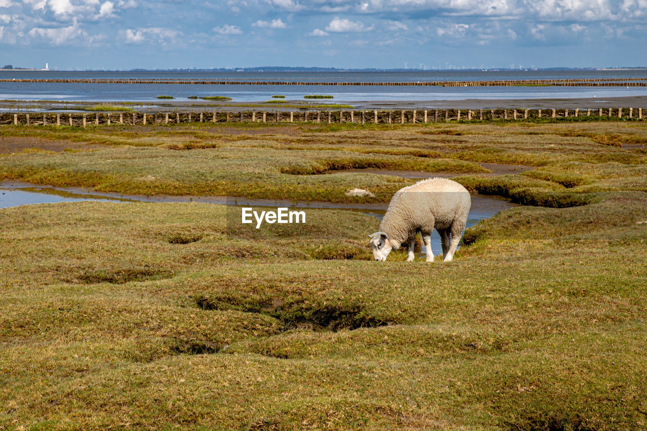 Lamb on a salt meadow in front of tetenbüll