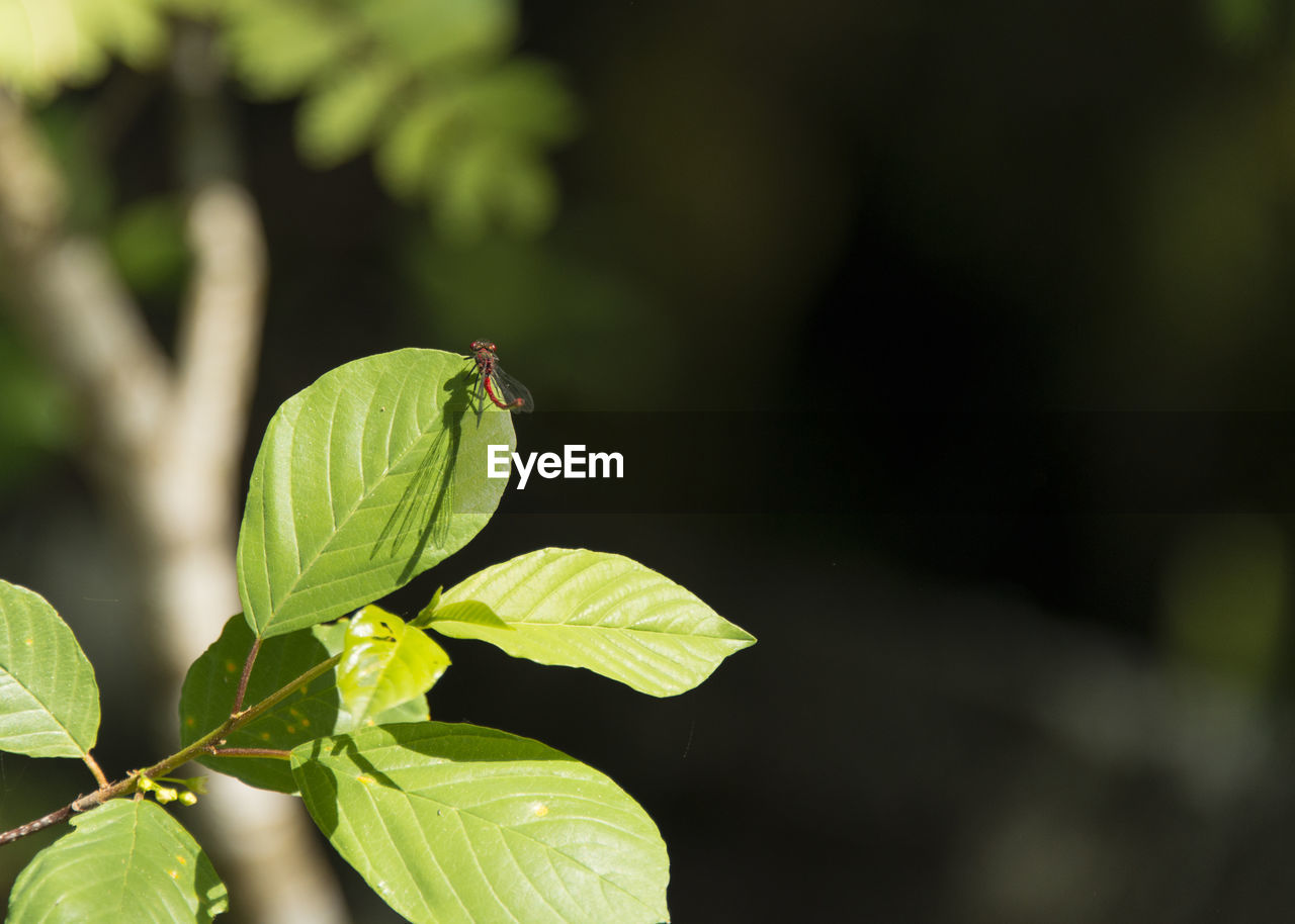 High angle view of red dragonfly on plant during sunny day