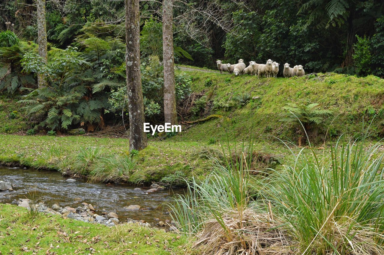 VIEW OF SHEEP ON GRASS IN FOREST