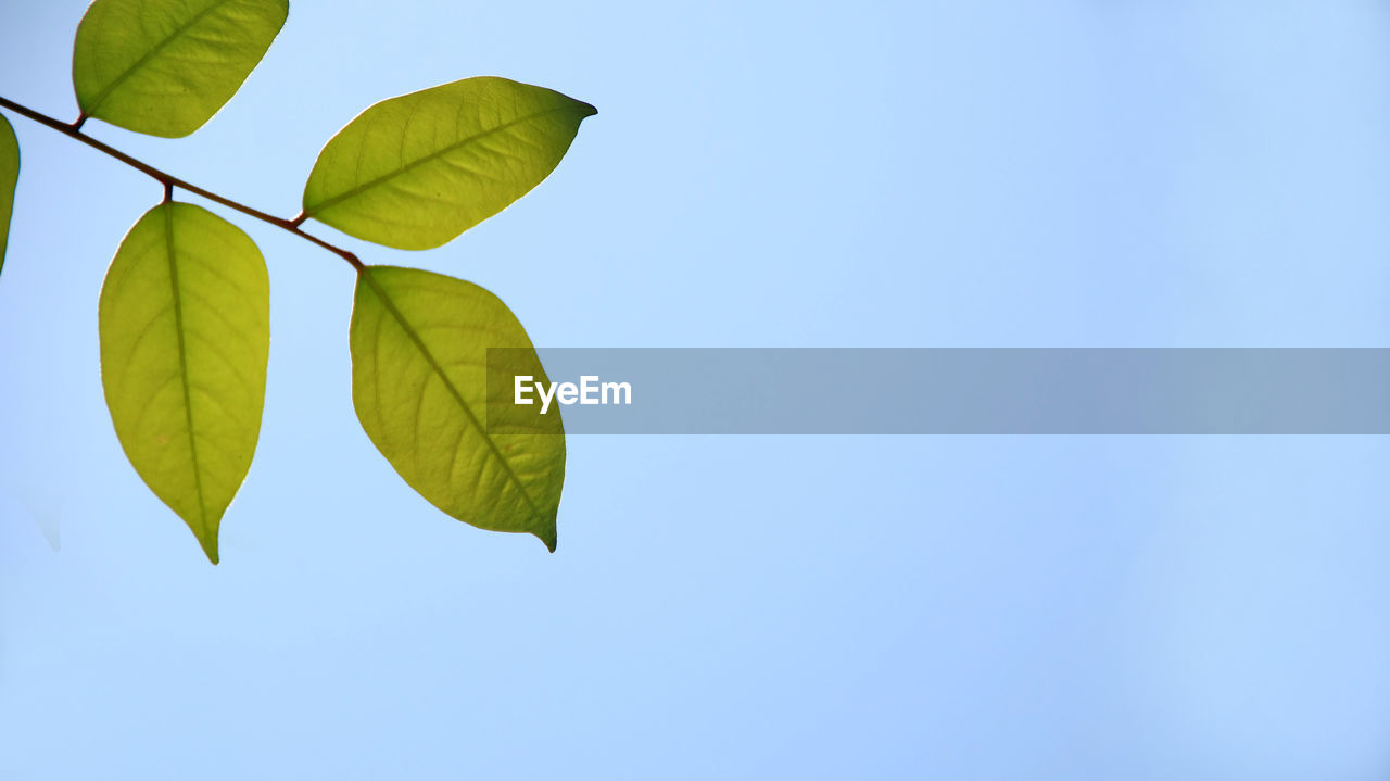 Low angle view of leaves against clear blue sky