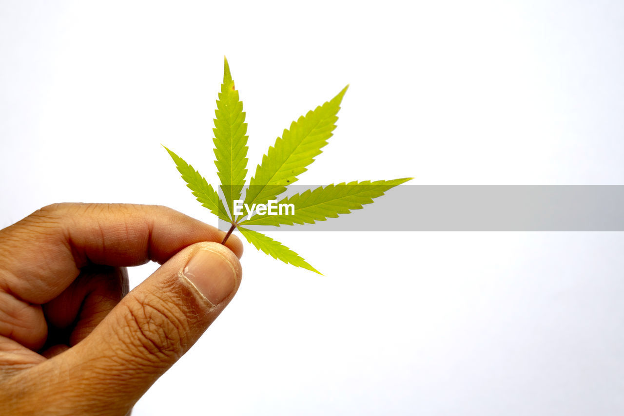 hand, leaf, plant part, plant, cannabis, nature, healthcare and medicine, medicine, holding, tree, herb, herbal medicine, one person, cannabis plant, green, narcotic, finger, soil, flower, close-up, growth, studio shot, cannabis - narcotic, cut out, alternative medicine, beginnings, white background, recreational drug, environment, environmental conservation, outdoors, branch