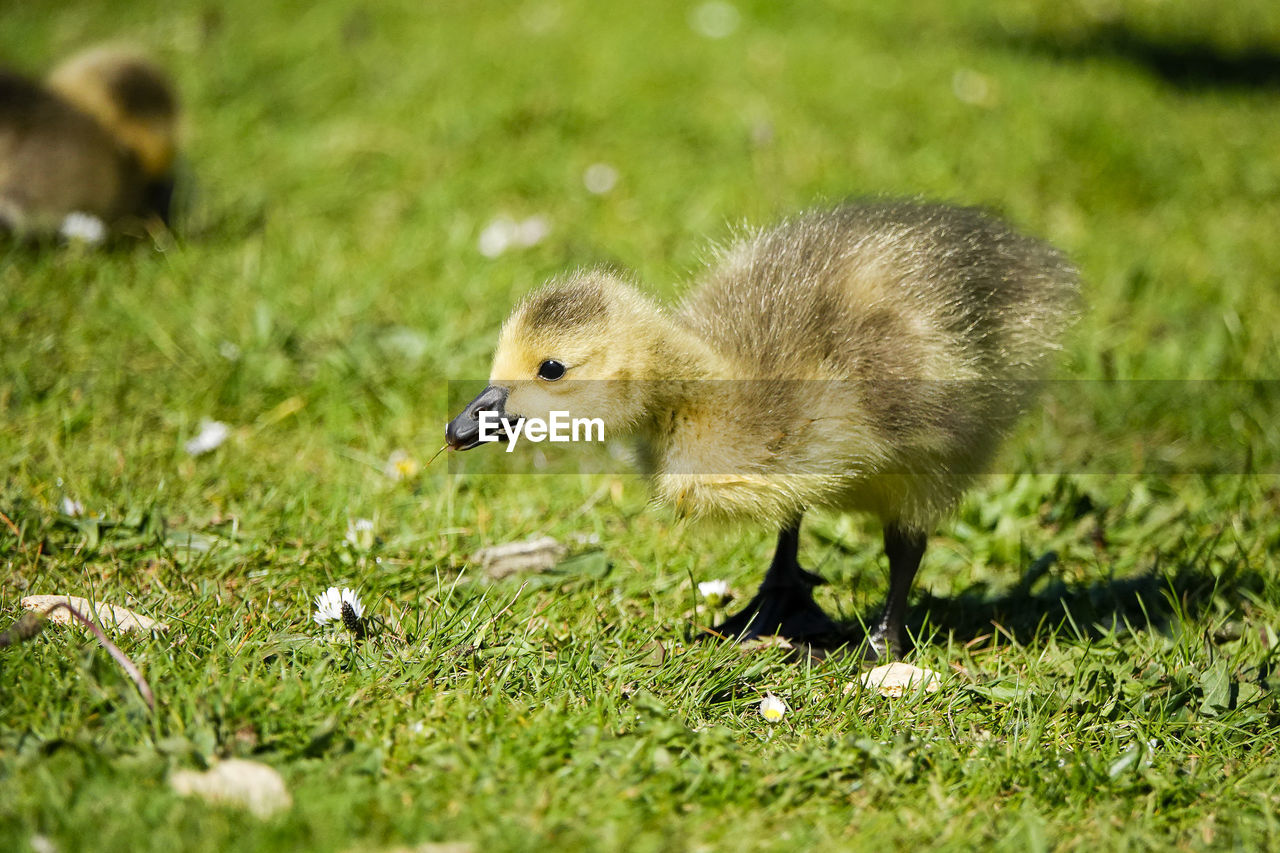 VIEW OF BIRDS ON GRASS