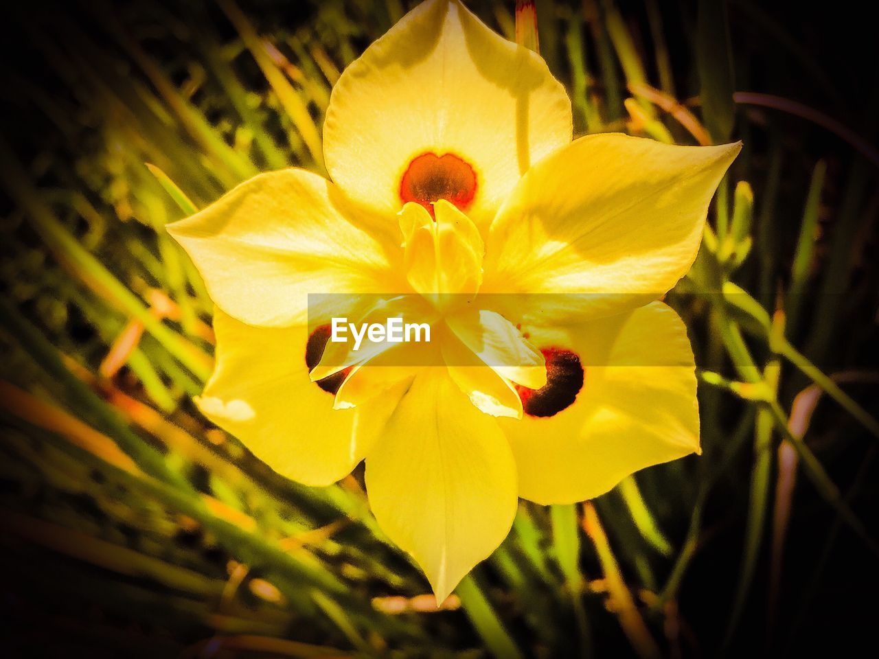 CLOSE-UP OF YELLOW FLOWERS BLOOMING