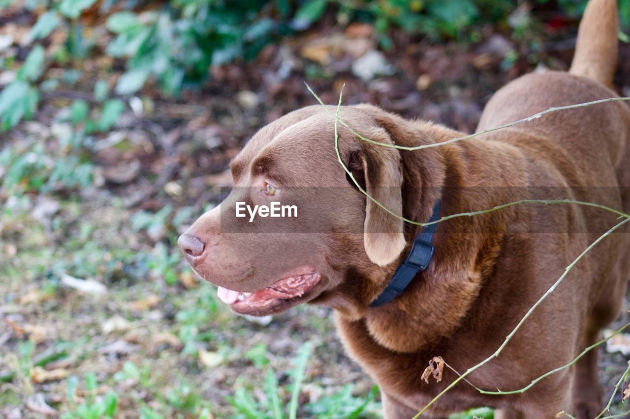 CLOSE-UP OF A DOG LOOKING AWAY ON FIELD