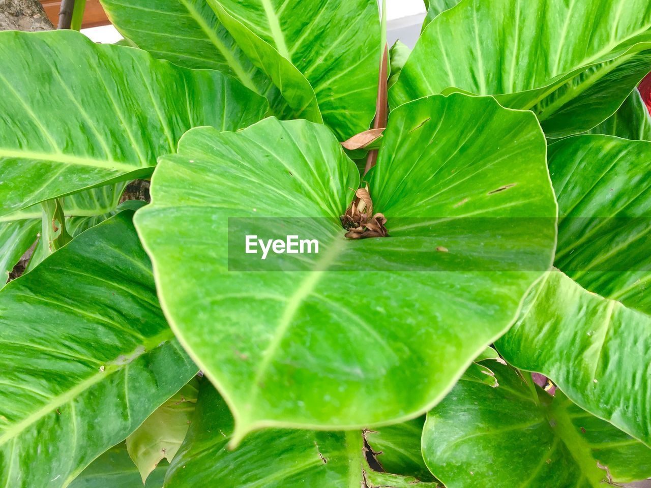 HIGH ANGLE VIEW OF INSECT ON PLANT