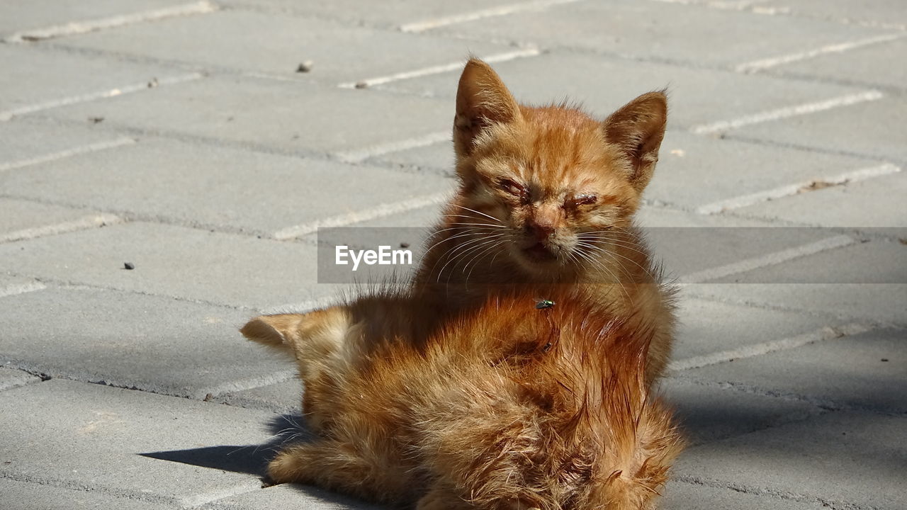 PORTRAIT OF CAT RELAXING ON FOOTPATH BY STREET