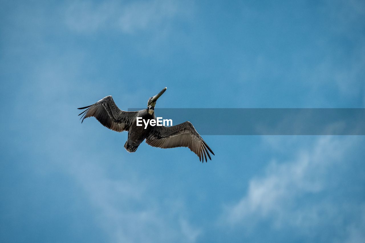 Low angle view of bird flying against sky