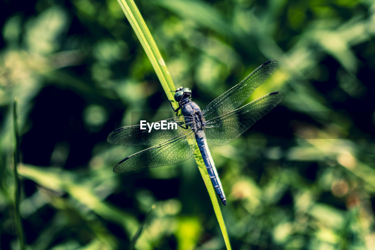 CLOSE-UP OF DRAGONFLY ON A PLANT