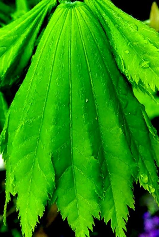 CLOSE-UP OF LEAVES ON PLANT