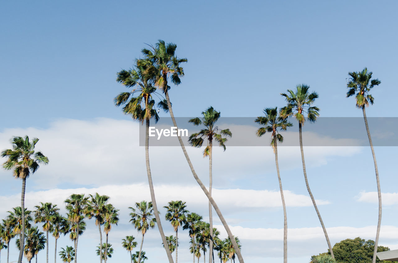 Low angle view of palm tree against clear sky