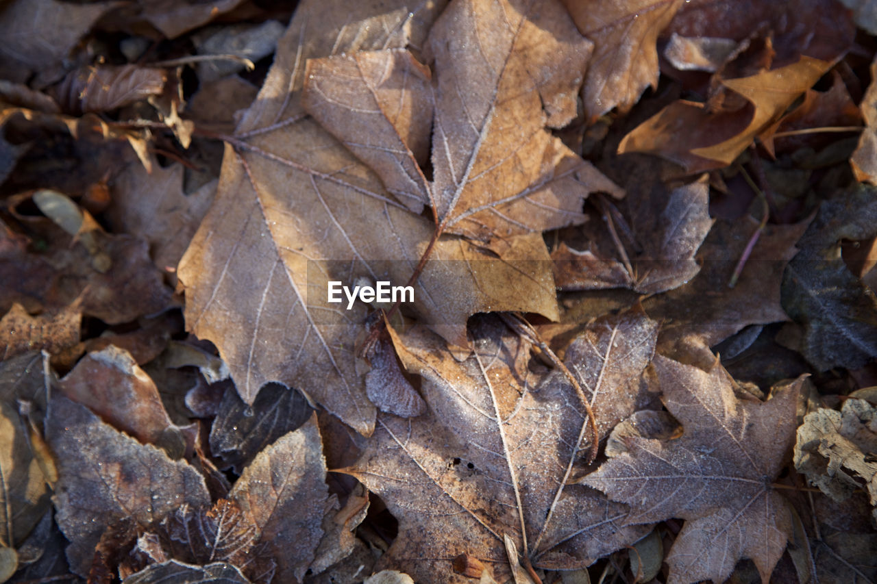 Full frame shot of dry maple leaves