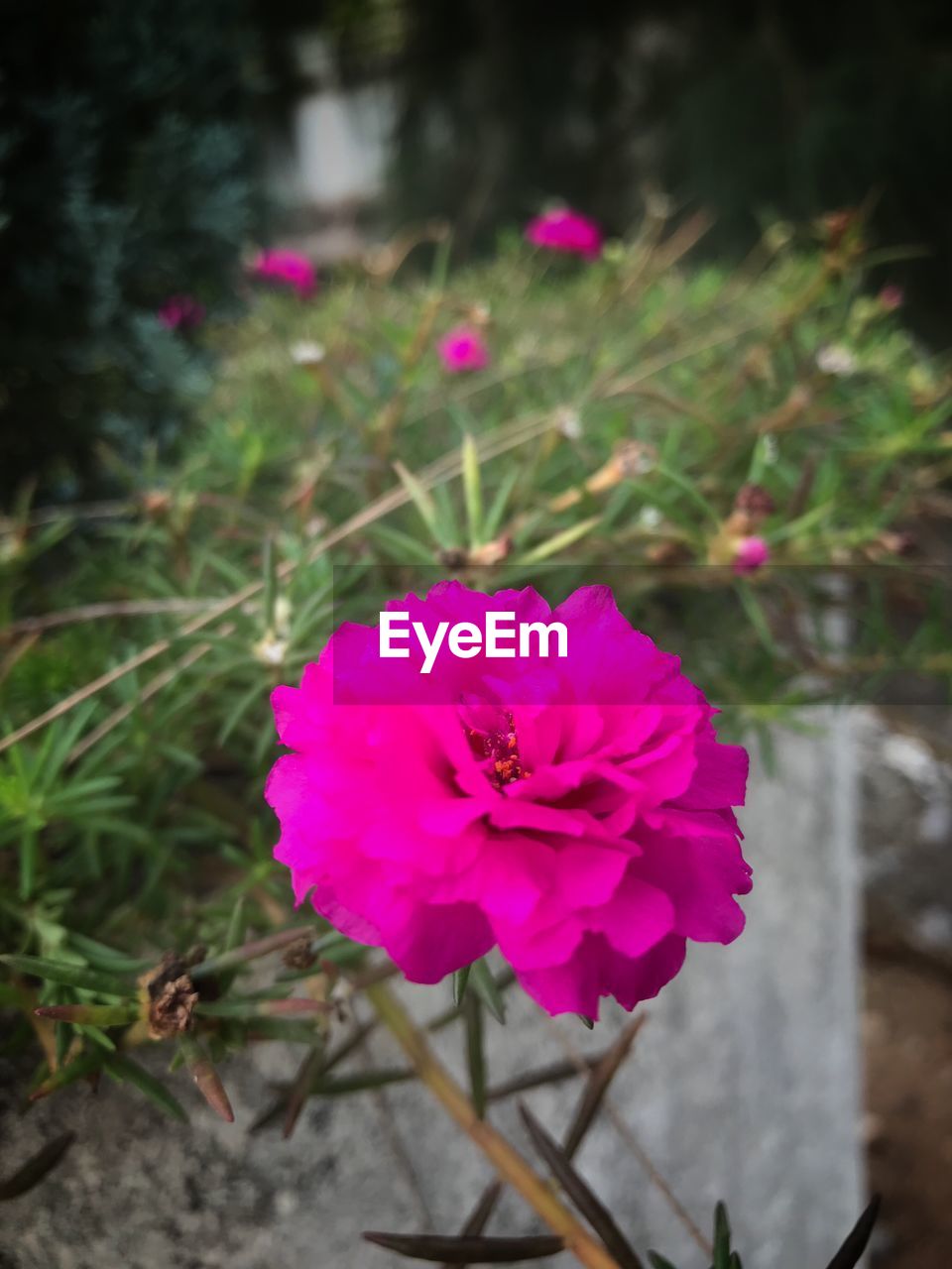 CLOSE-UP OF PINK COSMOS FLOWER BLOOMING OUTDOORS