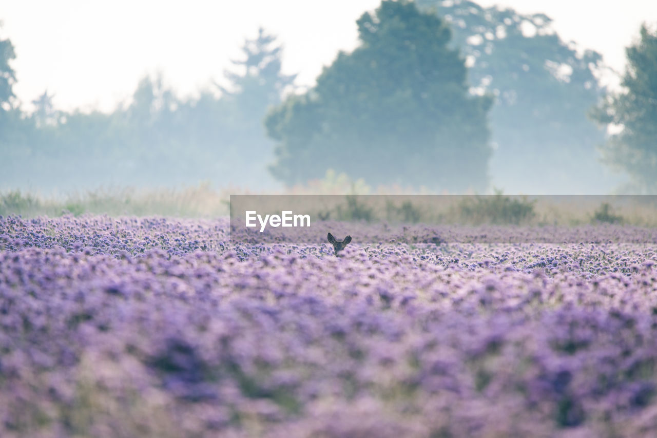 Purple field in the fog. roe deer ears. early morning