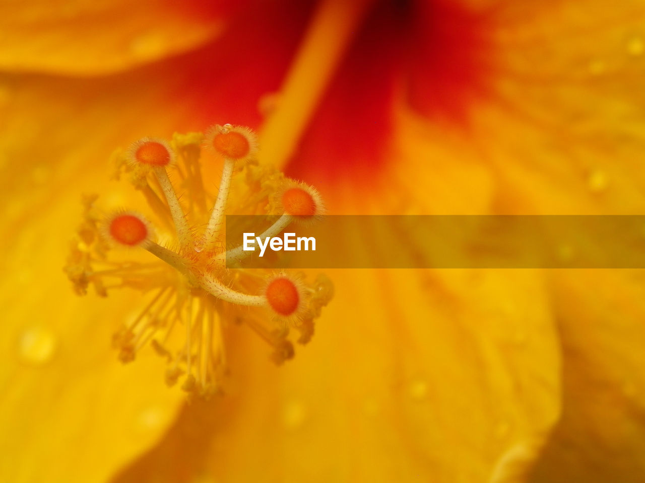 Macro shot of yellow flower