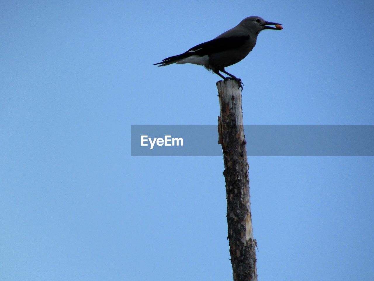 LOW ANGLE VIEW OF BIRD PERCHING ON WOOD AGAINST CLEAR BLUE SKY