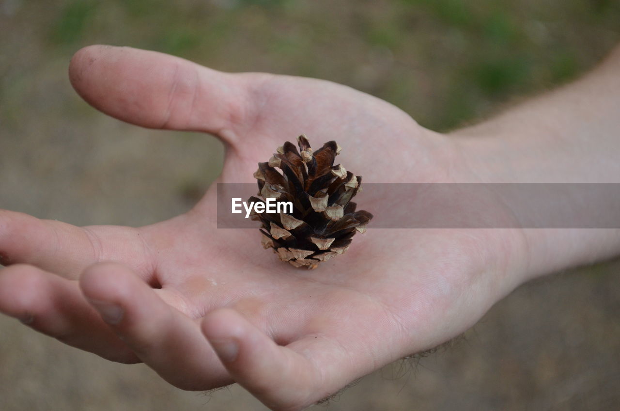 hand, leaf, one person, nature, holding, conifer cone, flower, finger, close-up, plant, focus on foreground, macro photography, outdoors, day, animal, food and drink, tree, food, animal themes, animal wildlife