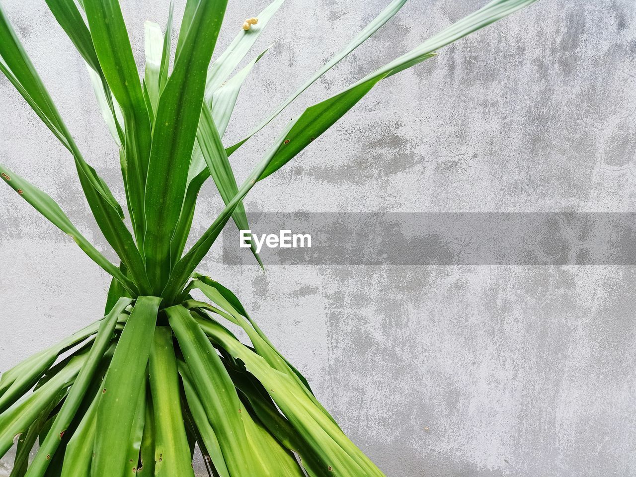 Close-up of fresh green plant against wall