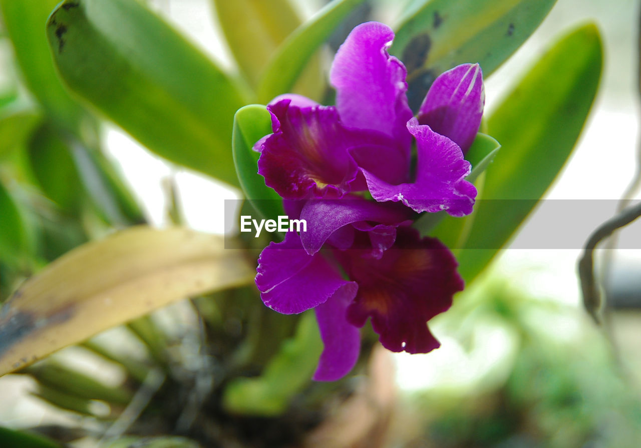 CLOSE-UP OF FLOWER GROWING ON PLANT