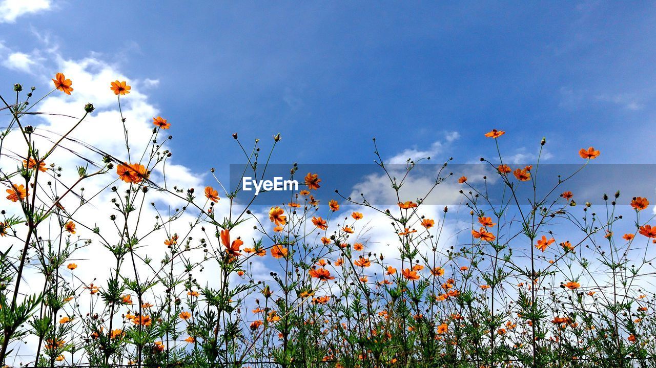 Low angle view of flowers blooming against sky