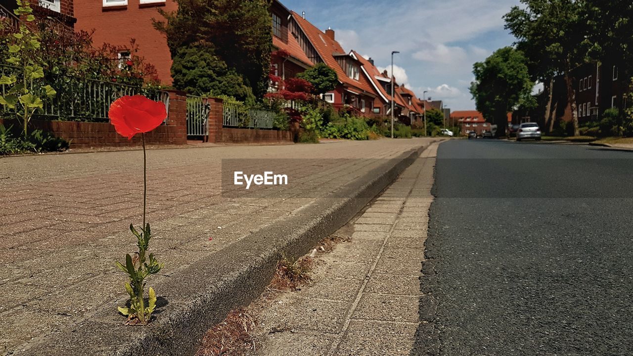 STREET AMIDST BUILDINGS AND TREES IN CITY