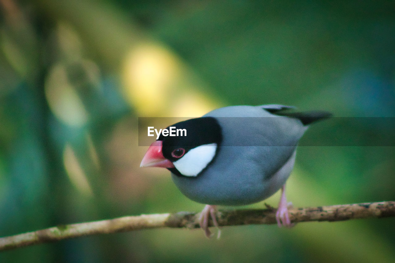 CLOSE-UP OF A BIRD