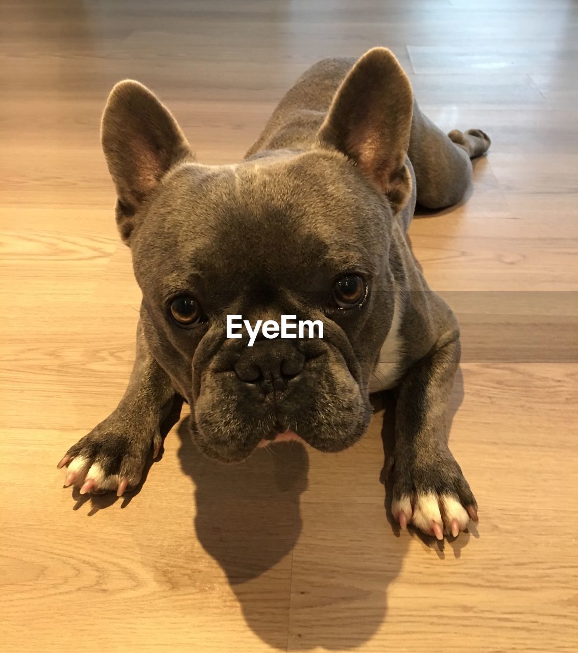 CLOSE-UP PORTRAIT OF DOG ON FLOOR