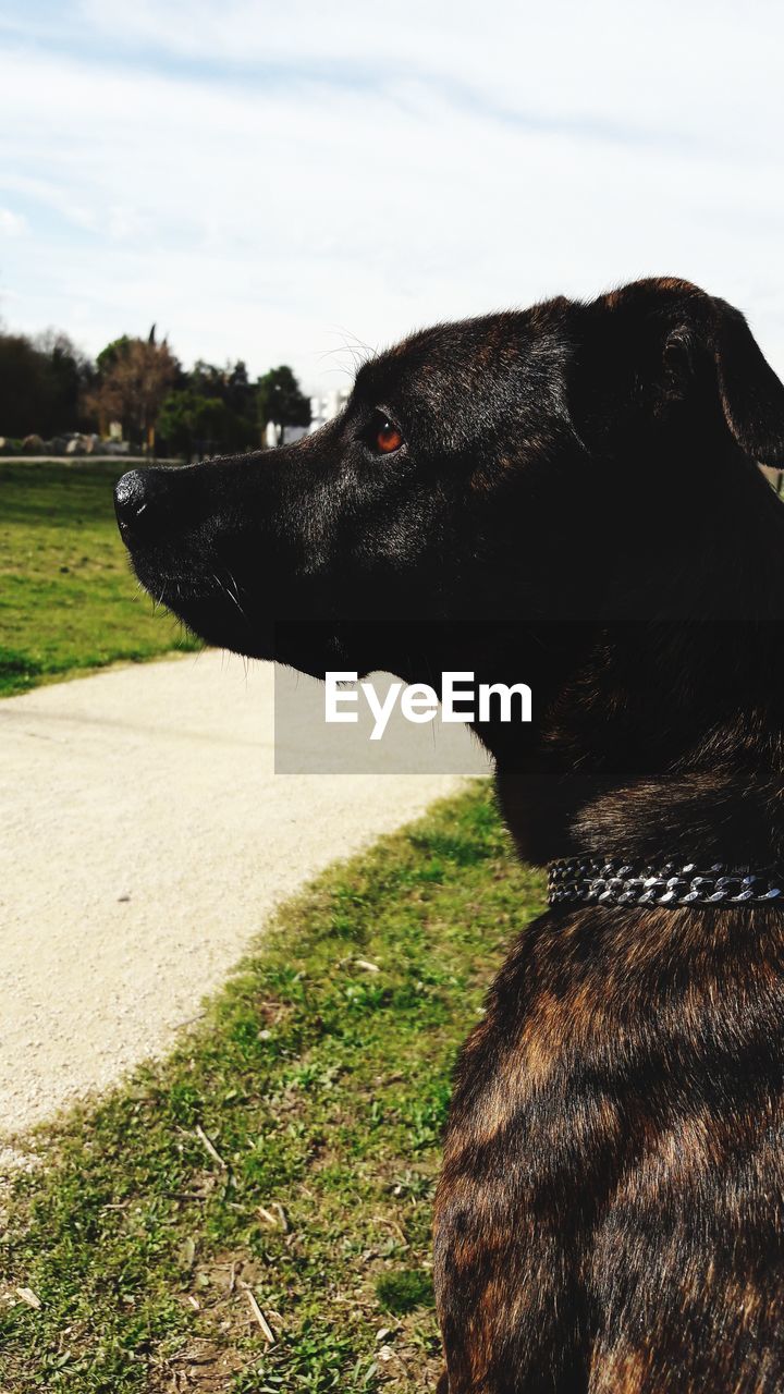 CLOSE-UP OF A DOG ON FIELD