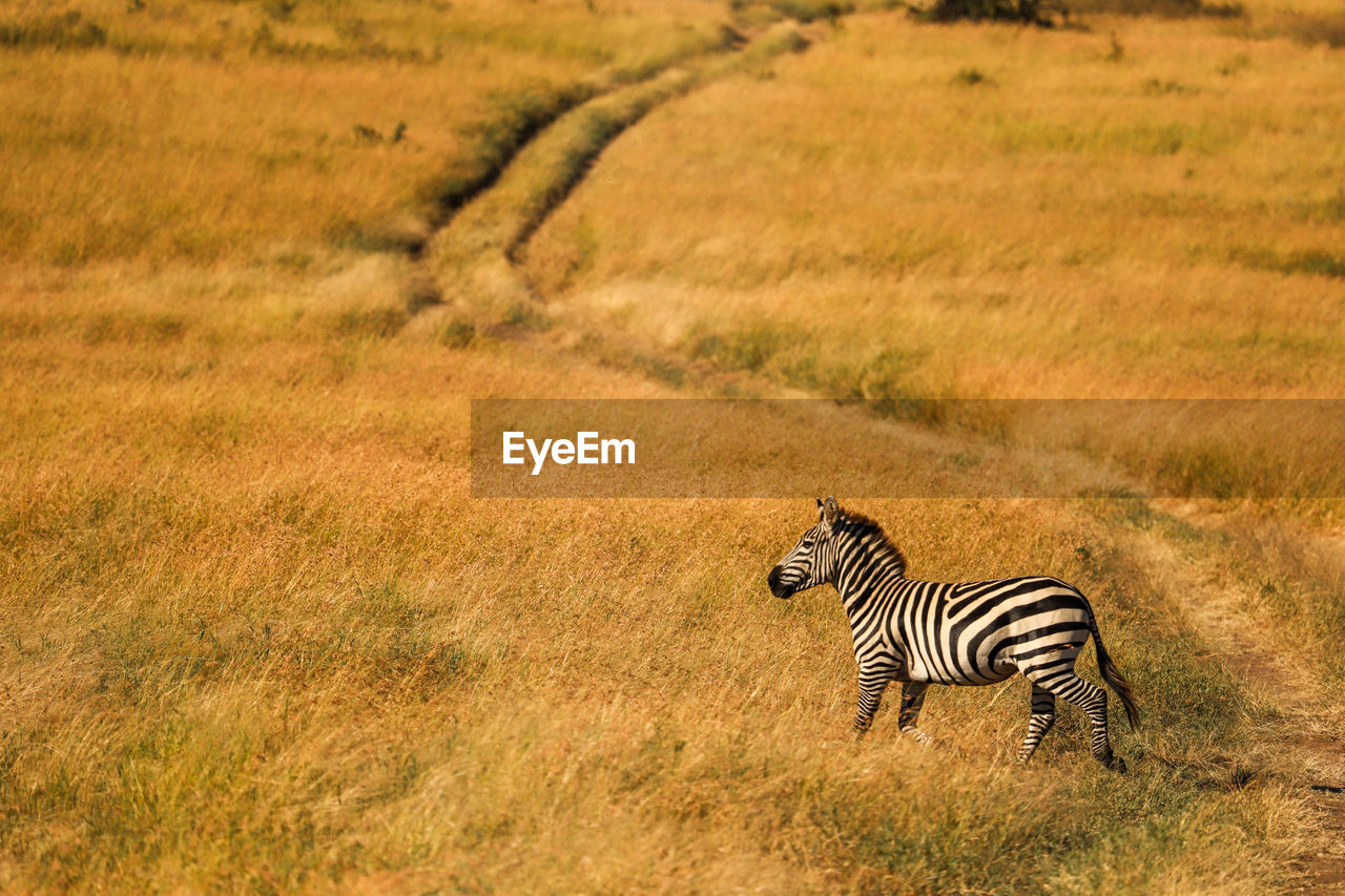 zebra grazing on field