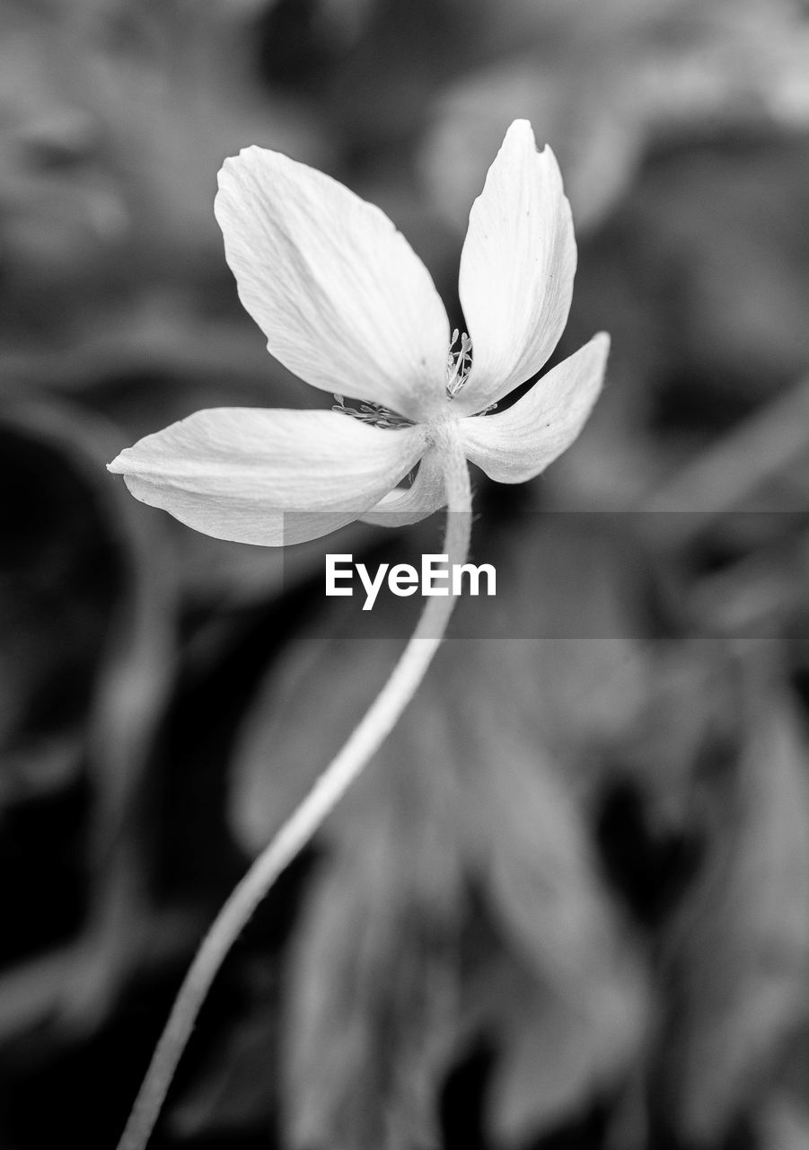 Close-up of flower blooming outdoors