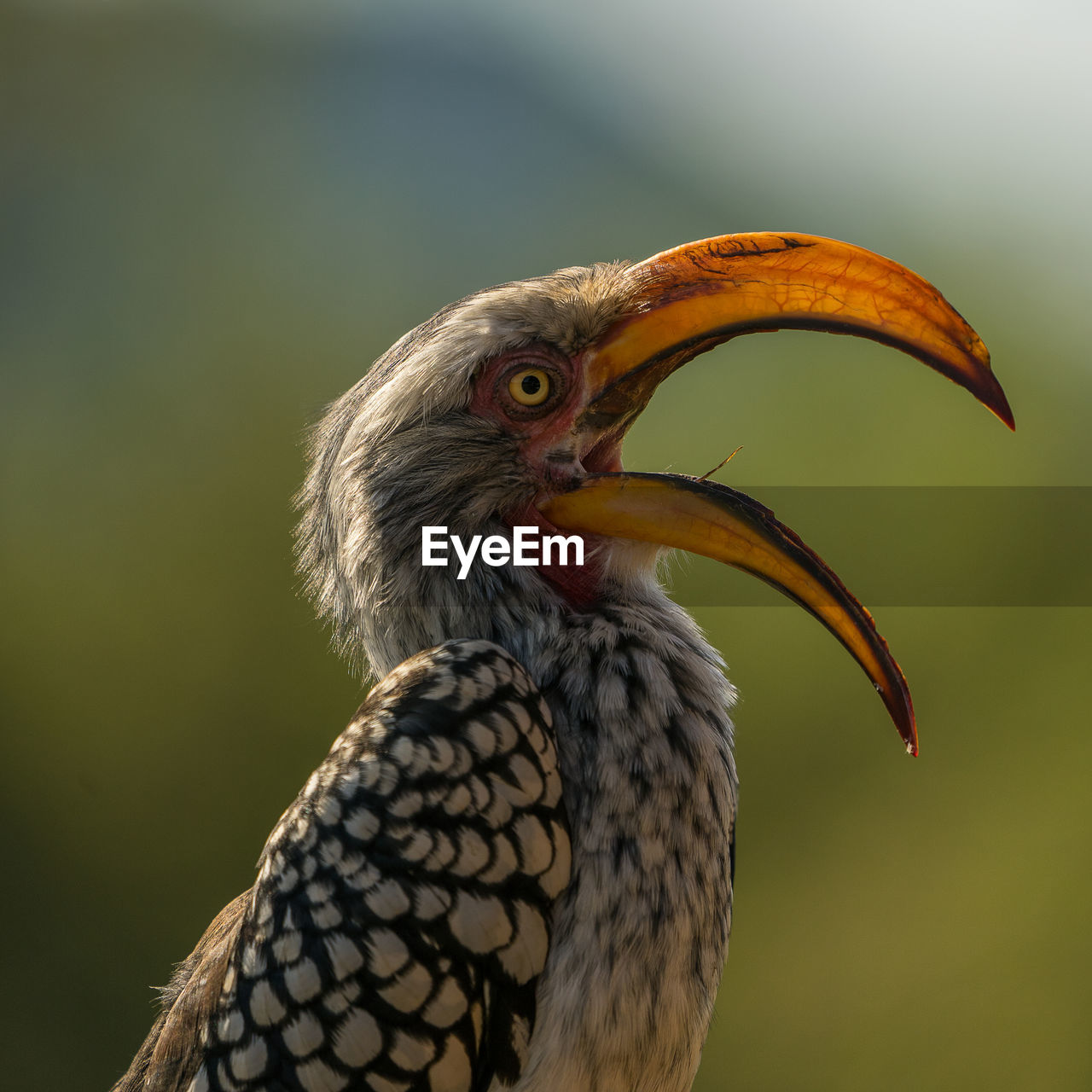 CLOSE-UP OF A PARROT