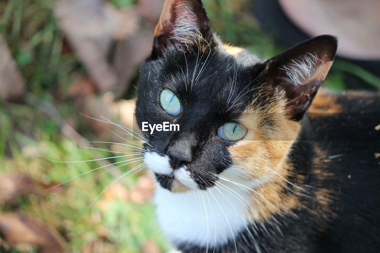 Close-up portrait of calico cat