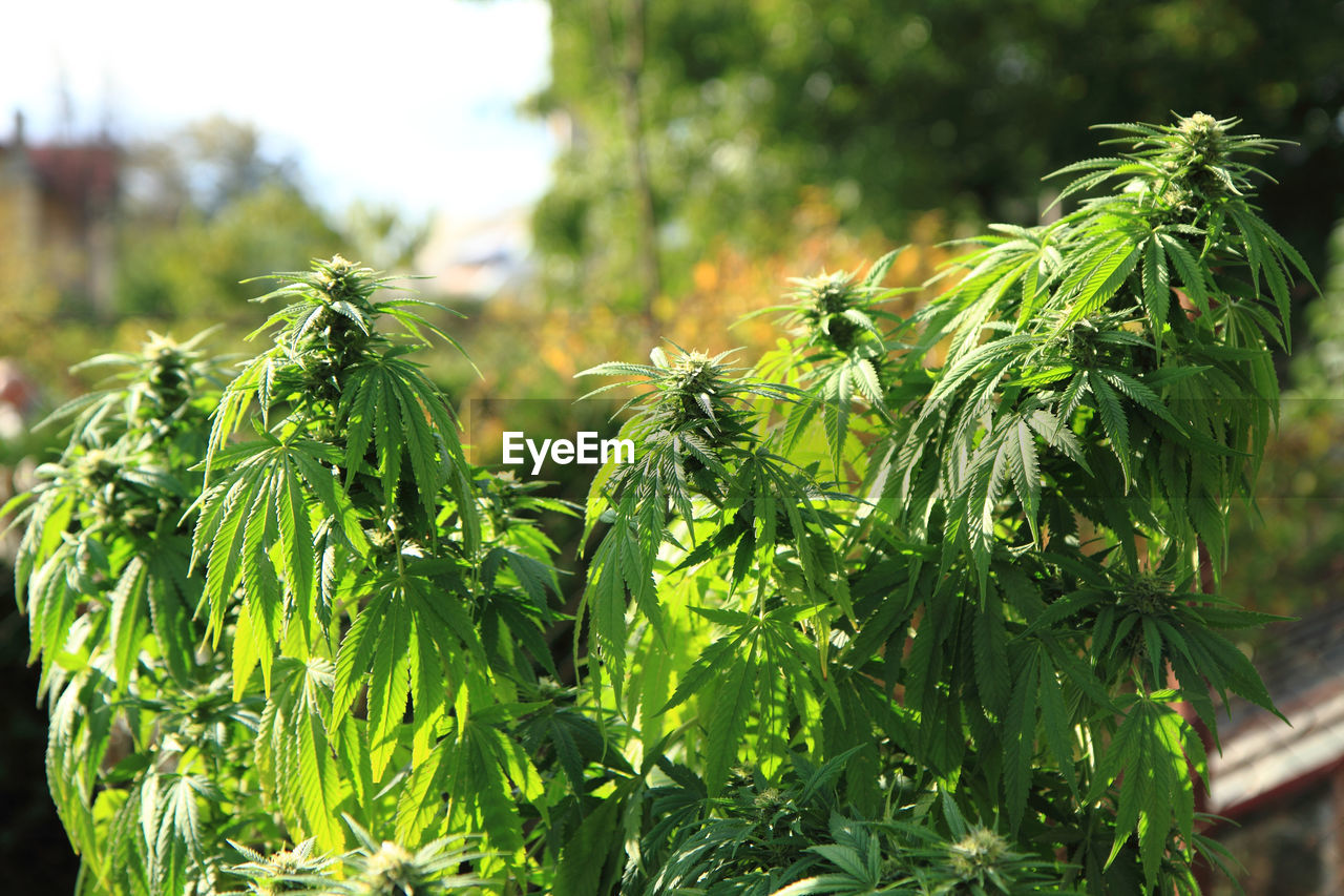 CLOSE-UP OF FRESH GREEN PLANTS