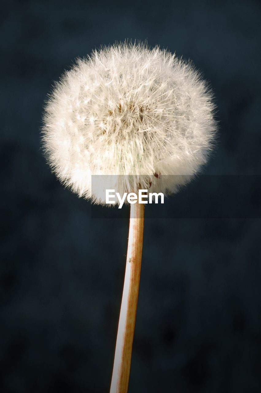 Close-up of dandelion flower