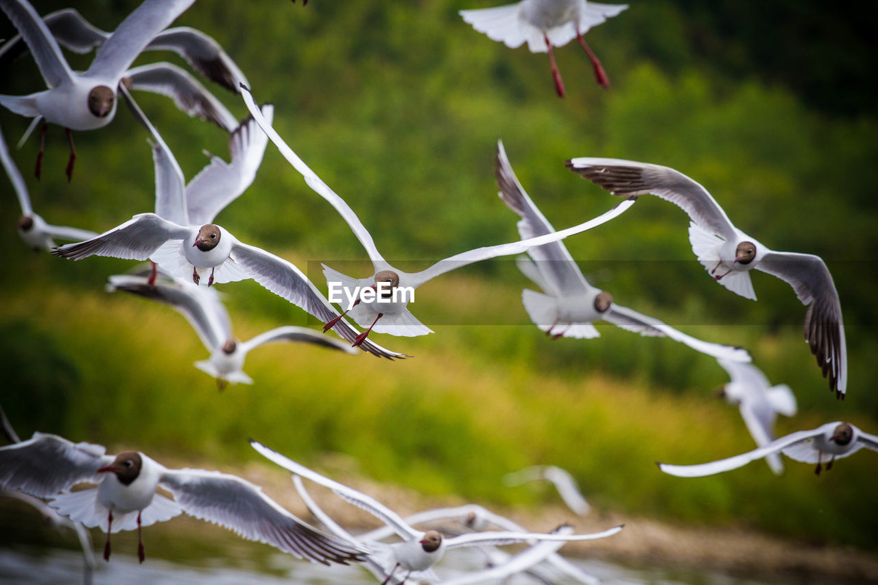 Close-up of birds flying