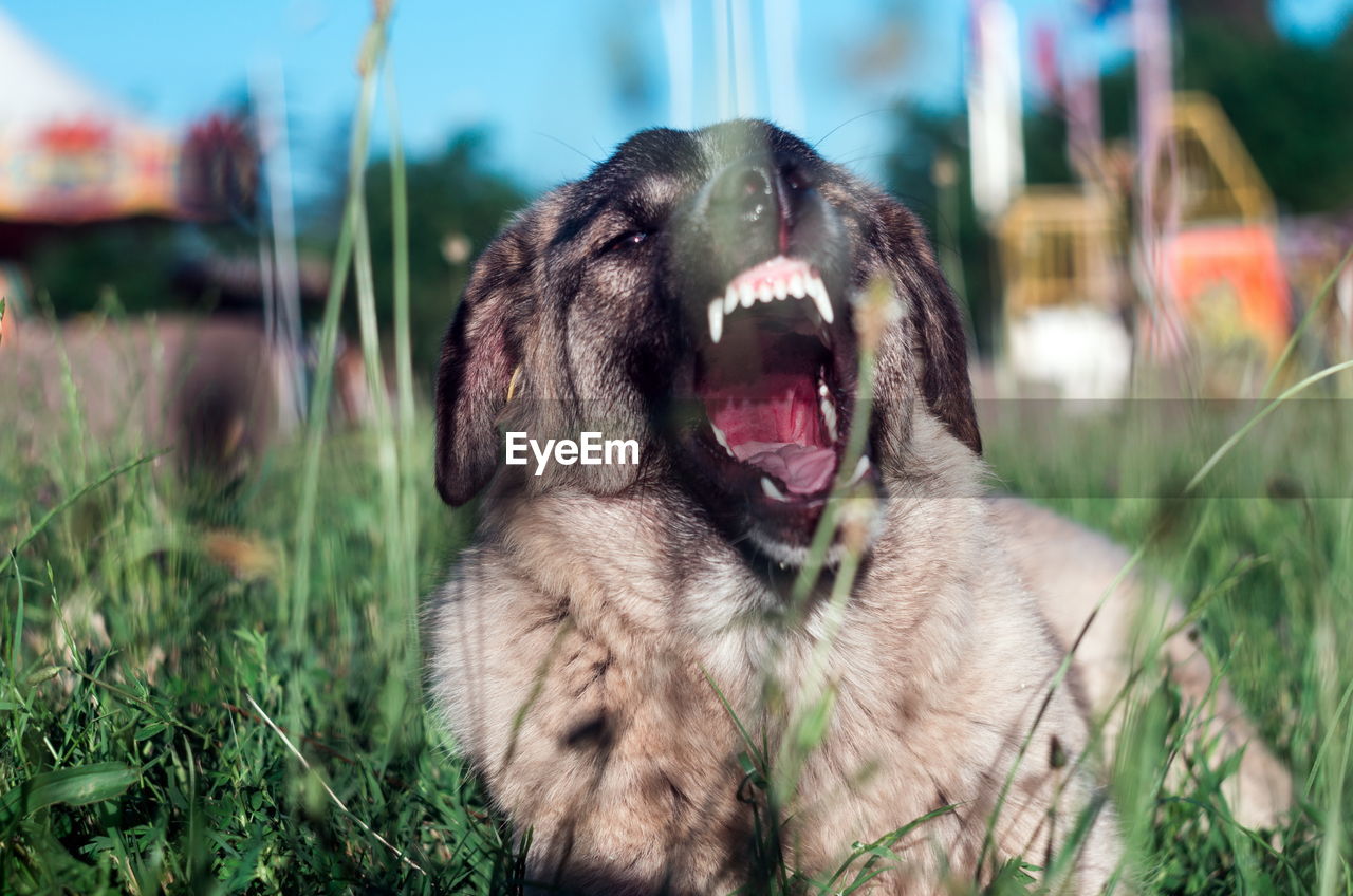 VIEW OF A DOG LOOKING AWAY