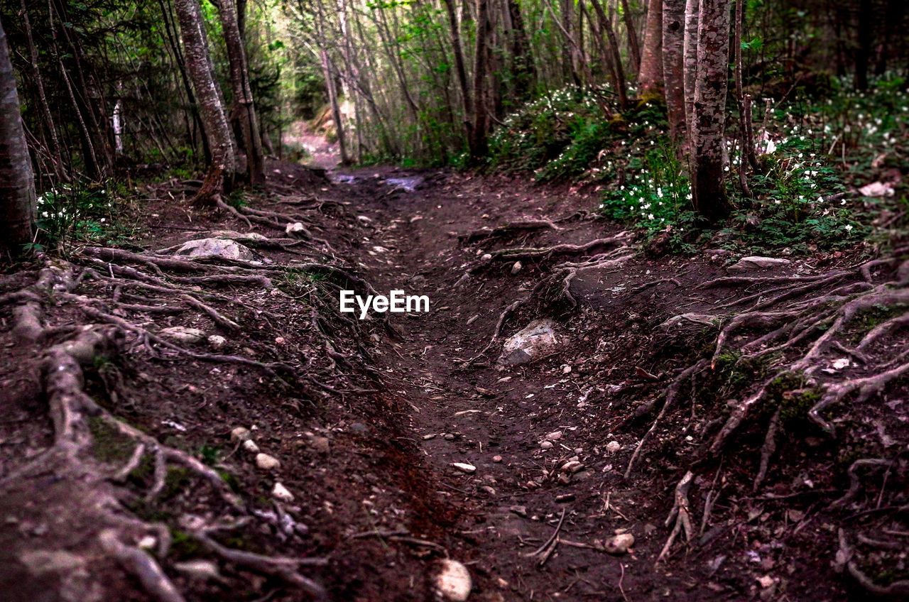 Trees in forest